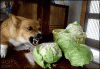 Z3F83cC7Tp6KZiPJDk6C_Dog Hates Lettuce.gif