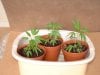 marijuana_seedlings.jpg