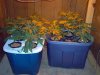 2 days of flowering 003.jpg