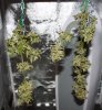 JTRxJTR-JTRxAoS-SeedHarvest-Day1-1.JPG