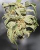 JTRxJTR-JTRxAoS-SeedHarvest-Day1-2.JPG