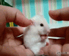 1288633018_omg-mouse.gif