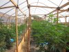 greenhouse 7-6-2014 032.JPG