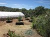 2014 greenhouse 6-20-2014 001.JPG