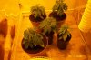 swampdonkey-ie-albums-me-next-grow-picture21632-a.jpg