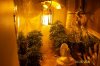 swampdonkey-ie-albums-me-next-grow-picture22676-me-we-growroom.jpg