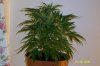 swampdonkey-ie-albums-me-next-grow-picture22669-jack-herer.jpg