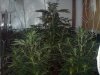 swampdonkey-ie-albums-me-next-grow-picture24508-week-1-flowering.jpg