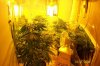 swampdonkey-ie-albums-me-next-grow-picture24513-week-b4-flowering.jpg