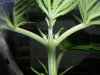 1_Maple_seedling__16_7-01-07.jpg