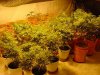 mrhowardmarks-albums-grow-journal-picture25829-bmn2.jpg