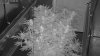 Camshot-Day22-IR-1.jpg