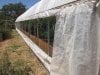 greenhouse 7-26-2014 047.JPG