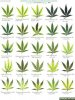 cannabis_leaf-deficiencies3[1].jpg