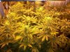 PPP-Day45-sog.jpg