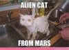 alien-cat-from-mars.jpg