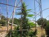 greenhouse 8-9-2014 039.JPG