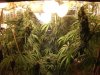 1547899d1302115168-4th-cfl-grow-jungle-growth-111-plant.jpg