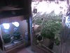 1349633d1292879655-4th-cfl-grow-jungle-growth-44-grow-op-1.jpg