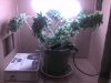 1547882d1275526748-4th-cfl-grow-jungle-growth-nb-day-97.jpg