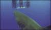 funny gif picture - shark pooping[1].gif