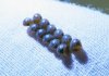 stinkbug eggs day 32wide.jpg