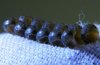 stinkbug eggs day 32close.jpg