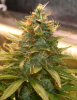 PPP-Day49-Flower-2.JPG