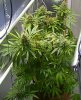 PPP-Day52-Flower-Camshot-1.jpg