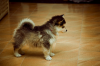 Here+is+a+Pomsky+essentially+a+husky+permapuppy+_a5de8c1254cb6f729da39fbfdb174e50.png