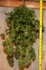 JTR-Day54-Harvest-1.JPG