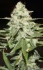 JTR-Day54-Harvest-3.JPG