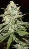 JTR-Day54-Harvest-5.JPG