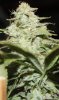 JTR-Day54-Harvest-6.JPG