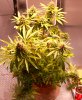 PPP-Day57-Flower-1.JPG