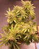 PPP-Day57-Flower-2.JPG