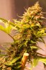 PPP-Day57-Flower-3.jpg