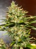 PPP-Day58-Flower-1.JPG