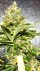 PPP-Day58-Flower-2.JPG