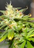 PPP-Day58-Flower-4.JPG