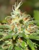 PPP-Day58-Flower-5.JPG