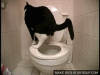 cat-shit-fail-o[1].gif