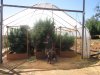 greenhouse 8-24-2014 072.JPG