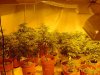 mrhowardmarks-albums-grow-journal-picture26308-hti6.jpg