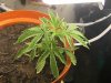 grow journal 103.jpg