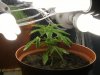 grow journal 107.jpg