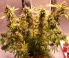 PPP-Day61-Flower-2.JPG