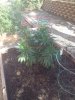 bubba kush 9-1-14 put in the ground.jpg