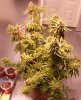 PPP-Day65-Flower-1.JPG