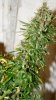 PPP-Day66-Flower-5.jpg